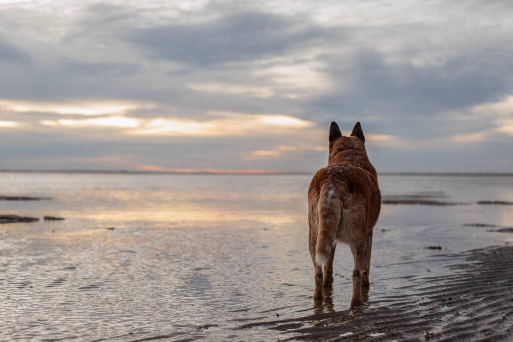 一只狗站在水中，望着远方。 工作时记录的。